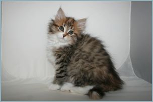 Female Siberian Kitten from Deedlebug Siberians